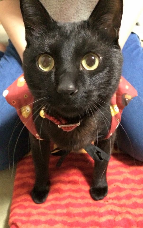 黒猫たいちゃん.JPG