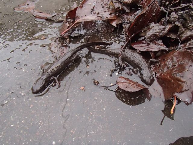 PB090027.jpg
