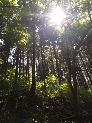 高尾山３.JPG