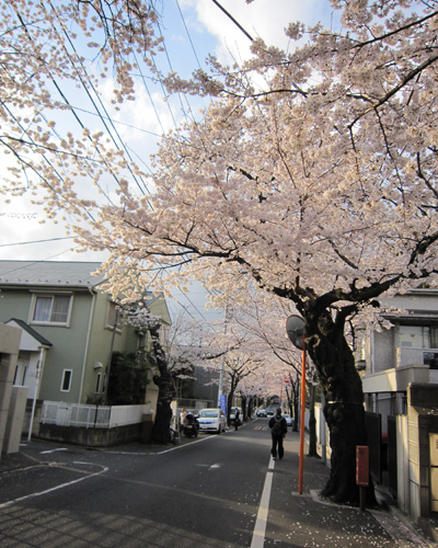 20100405_sakura.jpg