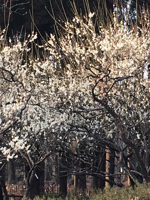 ume2.JPG